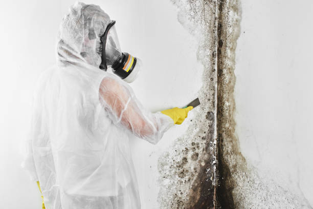 Best Residential Mold Remediation in Malabar, FL