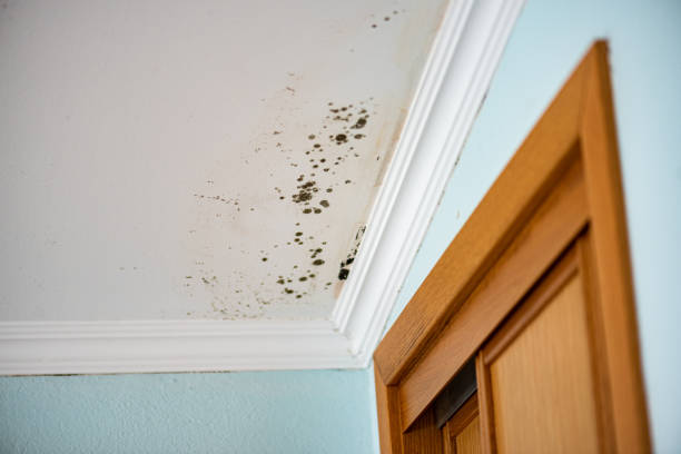 Best Basement Mold Remediation in Malabar, FL
