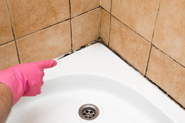 Best Attic Mold Remediation in Malabar, FL